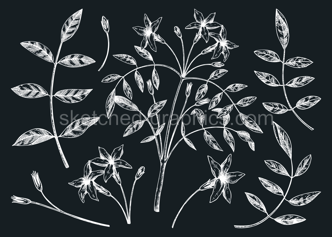 Hand sketched Jasmine botanical illustration. Vector leaves and flowers set on chalkbooard. White Jasmine - hand-drawn flowering plant in engraved style. Floral drawing of natural tea ingredients Illustration